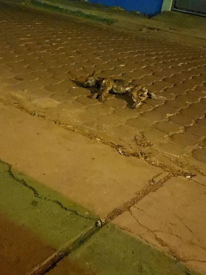 Imagen de Cortesía