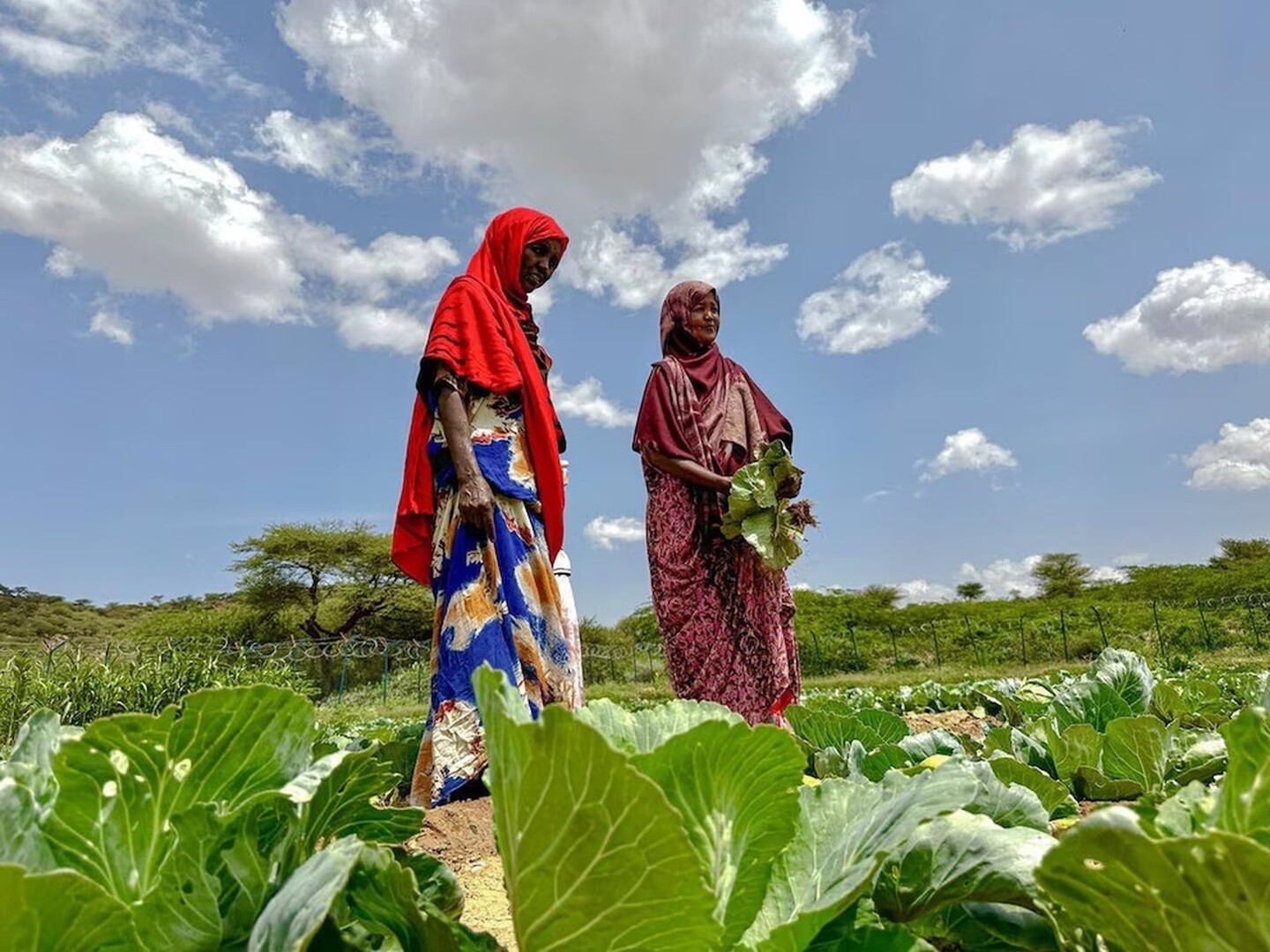 El cambio climático agrava el hambre y alimenta los conflictos en los países más frágiles del mundo, alerta World Vision.   Imagen tomada de Infobae.