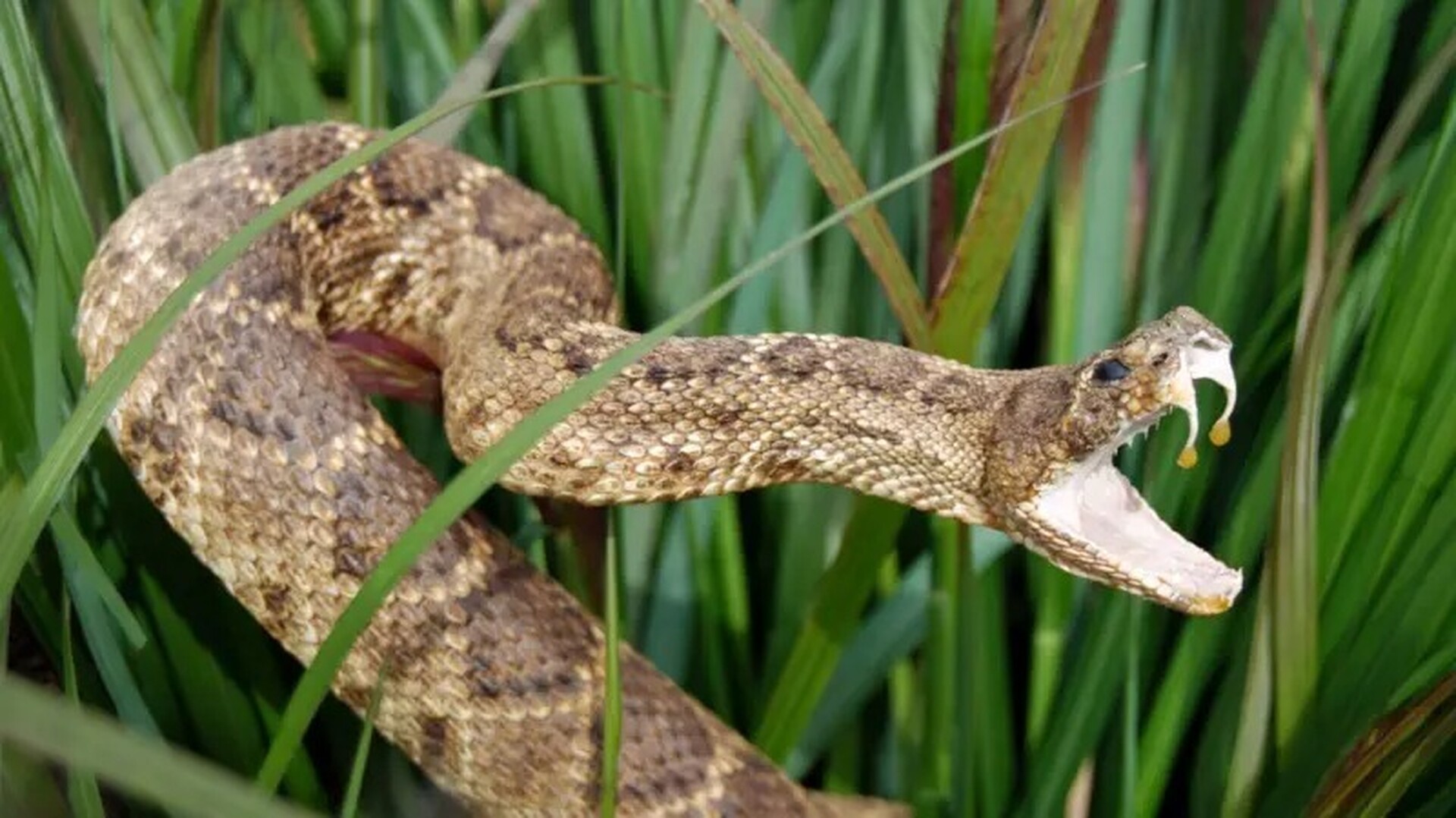 Las mordeduras de serpiente matan a unas 140.000 personas al año.  Imagen tomada de BBC.
